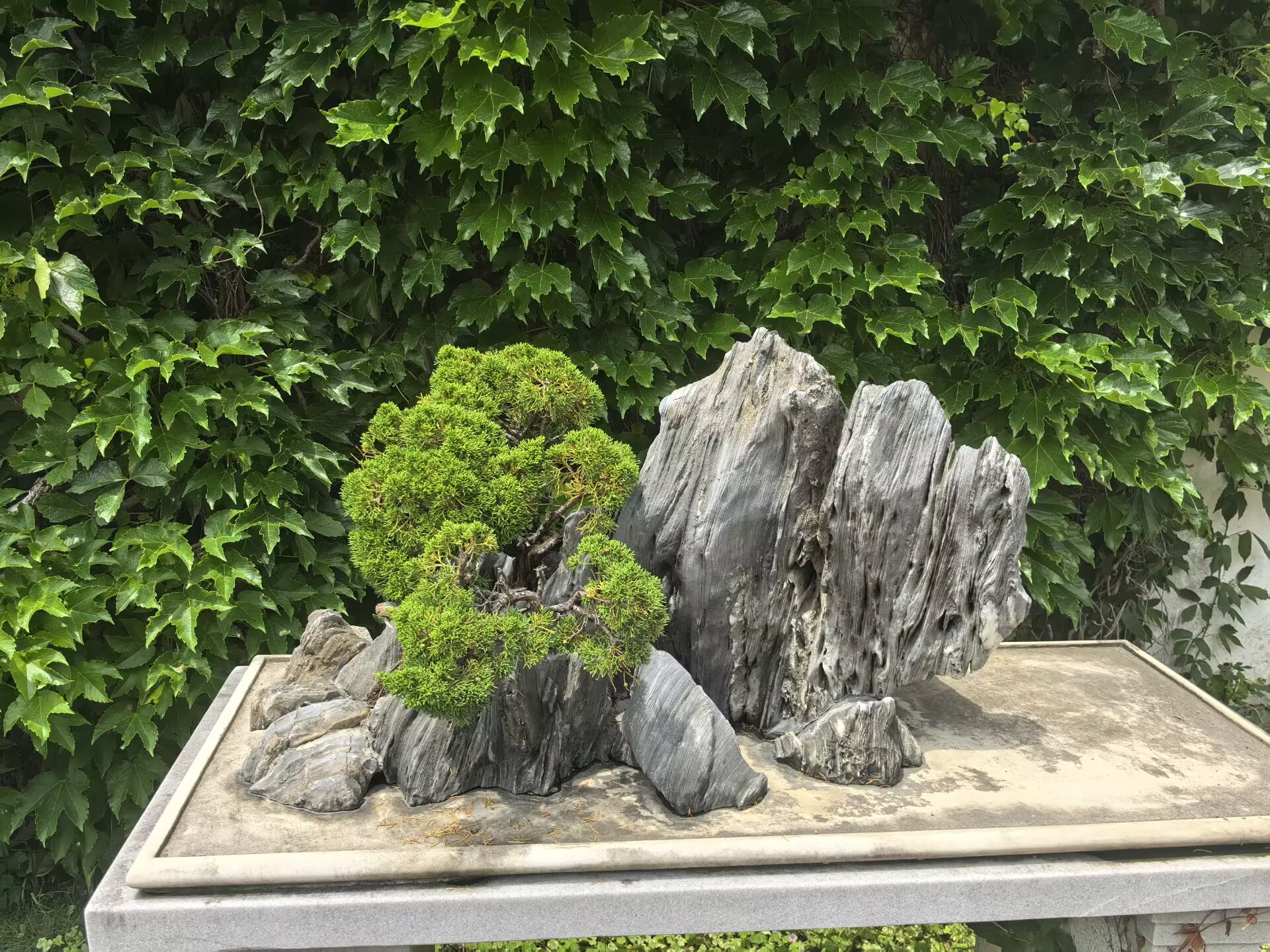 留园盆景